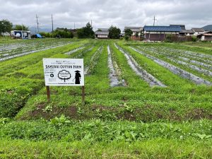 農薬や化学肥料を使わない和綿をジーンズに： 丹波篠山