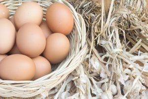 食品廃棄物の飼料で育った鶏卵　ワタミが食の資源循環に挑む