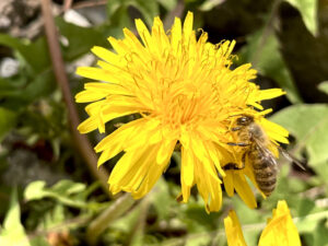 気候変動より怖い「生物多様性の喪失問題」とは