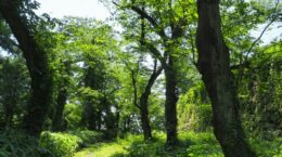 欧州森林破壊防止規則（EUDR）が競争力を高める好機に