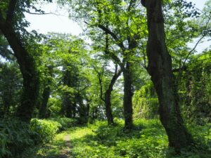 欧州森林破壊防止規則（EUDR）が競争力を高める好機に