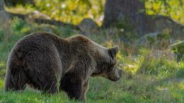 クマなどの被害が深刻化、まちづくりは発想の転換を