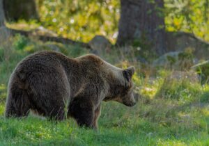 クマなどの被害が深刻化、まちづくりは発想の転換を
