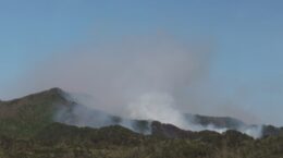 世界の森林のCO2吸収量は過去20年で4分の1に: 主因は山火事