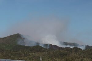 世界の森林のCO2吸収量は過去20年で4分の1に: 主因は山火事