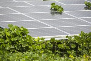 太陽光パネルのリサイクル義務化断念に環境団体が抗議声明