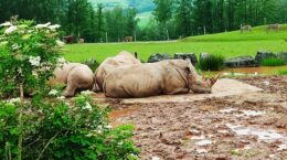 国際自然保護連合、生物多様性の保全に向けて新たな枠組み