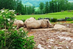 国際自然保護連合、生物多様性の保全に向けて新たな枠組み