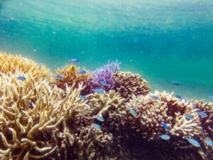 「サンゴ礁、世界初のティッピングポイント超え」と報告書