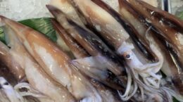 スルメイカの漁獲枠拡大に根拠なし: 目先の利益より水産資源の回復を