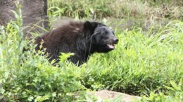 「クマは山にエサがないから里に出る」は誤り、本当の理由は