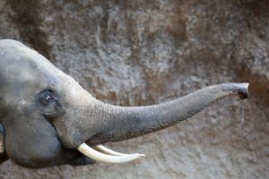 LINEヤフーが「象牙風」など象牙類似品を規制、抜け穴ふさぐ