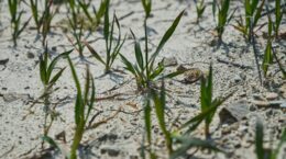 コメ問題が浮き彫りにした農業の課題、どう持続可能にするか