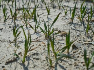 コメ問題が浮き彫りにした農業の課題、どう持続可能にするか