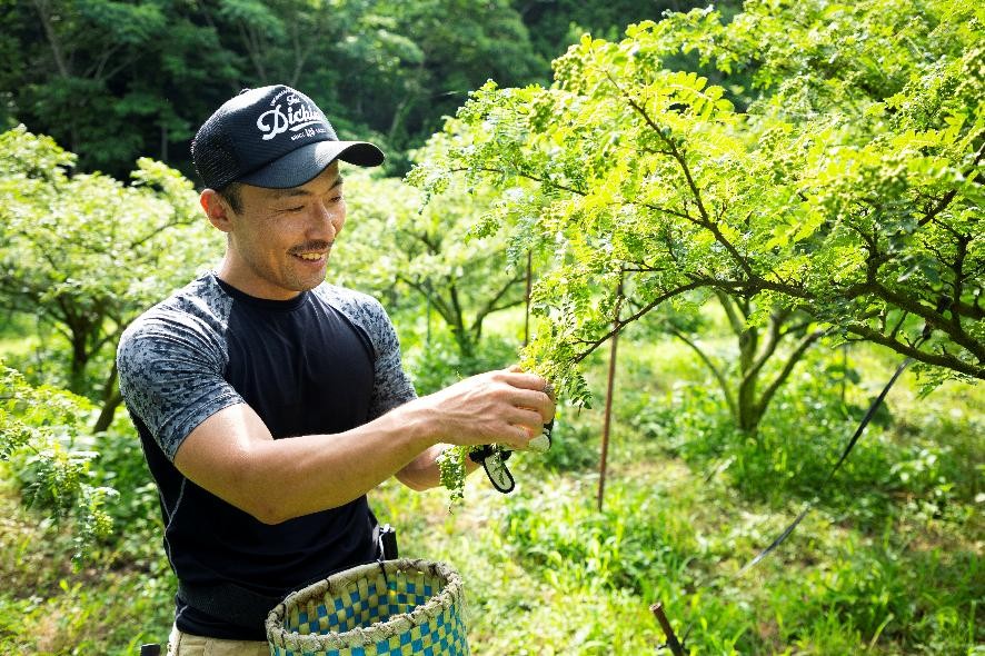 ぶどう山椒産地が消滅の危機、若手農家がブランド化に挑む