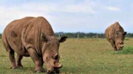 「無痛文明」の雲行き（田口ランディ）