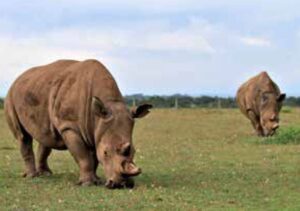 「無痛文明」の雲行き（田口ランディ）