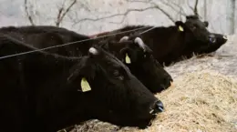 牛の幸せと家畜福祉の問題を考える: 宝牧舎の循環型畜産とは