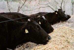牛の幸せと家畜福祉の問題を考える: 宝牧舎の循環型畜産とは