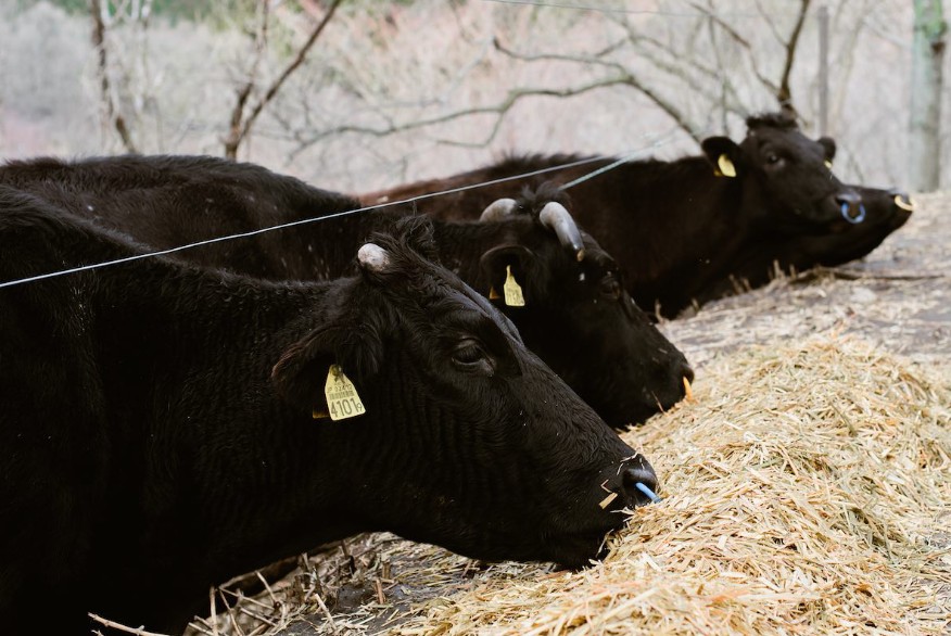 牛の幸せと家畜福祉の問題を考える: 宝牧舎の循環型畜産とは