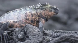 真のネイチャーポジティブ経営は生物の進化プロセスを支える