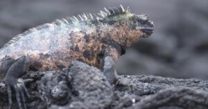 真のネイチャーポジティブ経営は生物の進化プロセスを支える