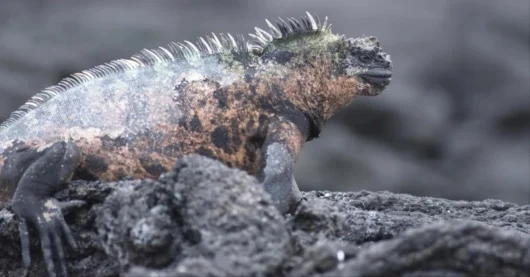 真のネイチャーポジティブ経営は生物の進化プロセスを支える