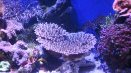 温暖化で北上する南方系サンゴ、相模湾に: 水産資源にも影響
