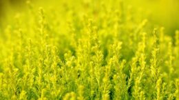 イオン・ANAなど、フロン対策格付け「Aランク」100社超に