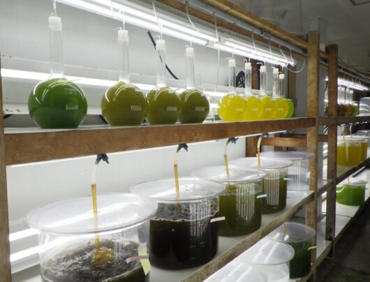 （写真１）人工培養したプランクトン