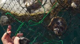 ミキモトが目指すサステナブルな真珠ビジネスとは