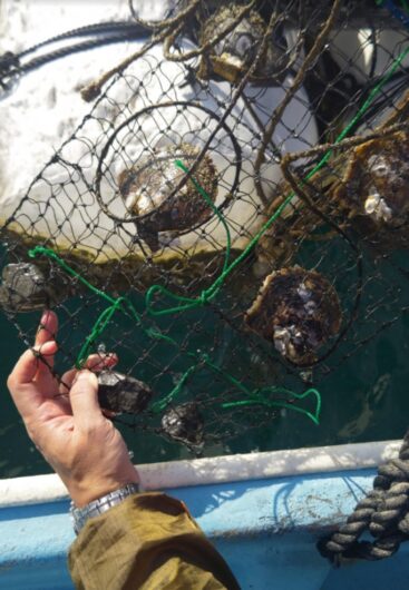 （写真２）貝殻の動きを測定する