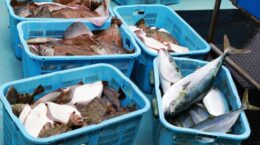 アジやサバ、ブリなど日本沿岸の漁業資源に危機: 水産庁評価