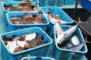 アジやサバ、ブリなど日本沿岸の漁業資源に危機: 水産庁評価