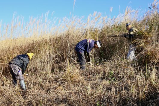 茅を刈っている写真