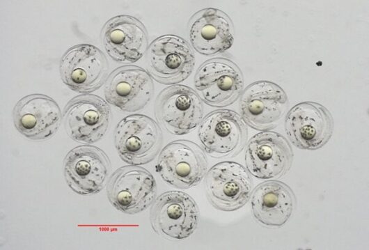 受精後29時間、う化1時間前の受精卵。卵の直径は1mm弱。（写真提供：近畿大学）