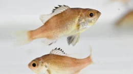 近畿大学が深海魚・ノドグロの完全養殖に成功した: 世界初