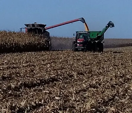 トウモロコシの収穫風景
