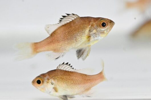 完全養殖に成功したノドグロの稚魚（生後122日で体長は約4cm、2月5日撮影）