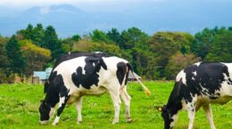 食品企業3割がアニマルウェルフェア方針、実効性に課題も