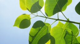 alternative eyes:ウェルビーイングと「政治の責任」