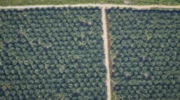 問われる花王「何を知り、何を見逃し、何を語ってきたのか」