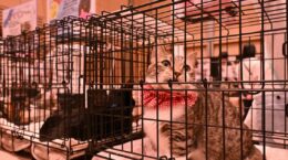 なぜパナソニックは保護犬猫の譲渡会を主催するのか