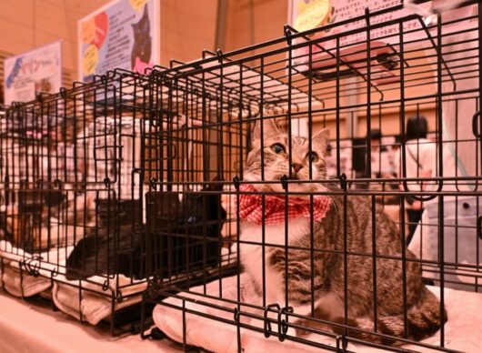 保護された猫はしつけや健康管理が行き届き、おとなしい個体が多い。ケージの外から対面して、我が家に迎え入れるか観察して検討する
