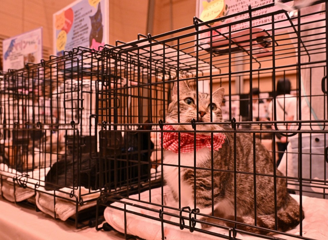 なぜパナソニックは保護犬猫の譲渡会を主催するのか