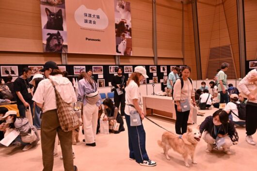 保護犬は手に触れることができる。足に障害がある個体もいるが、それでも受け入れてくれる里親希望者はいるという