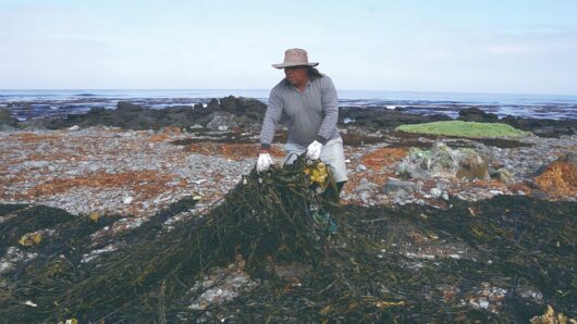 原料となる海藻は南米チリの海岸に漂着した藻類。現地雇用も生み出している