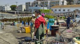 相模湾で失われた藻場を再生、ブルーカーボン収益を地域に還元へ