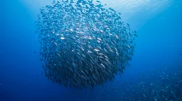 「魚の取り過ぎが50年前と比べて悪化した」ことを知っている日本人は半数に満たない