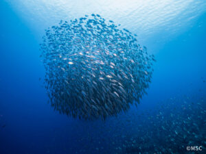 「魚の取り過ぎが50年前と比べて悪化した」ことを知っている日本人は半数に満たない